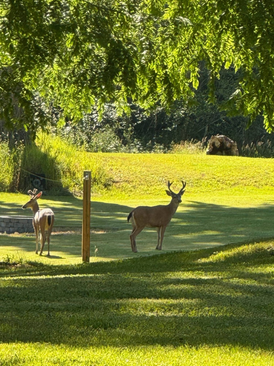 Two bucks with velvet antlers in a sunny Hobart yard