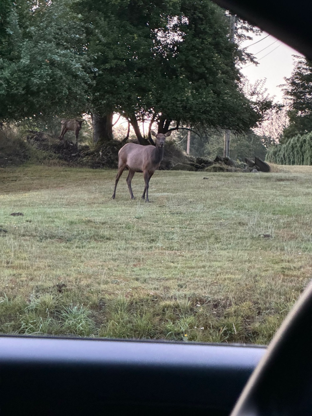 Elk standing in a grassy field in Hobart