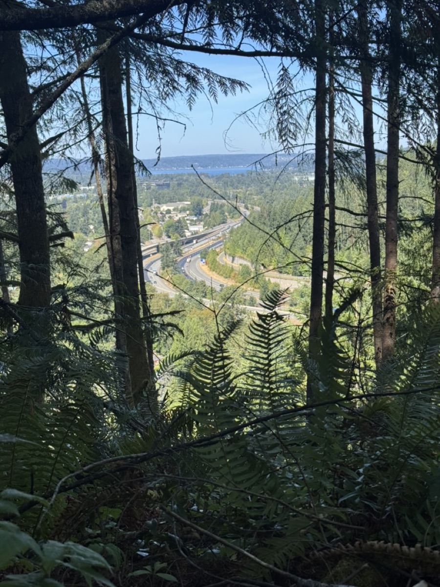 View through the trees from Tiger Mountain toward I-90 and Lake Sammamish
